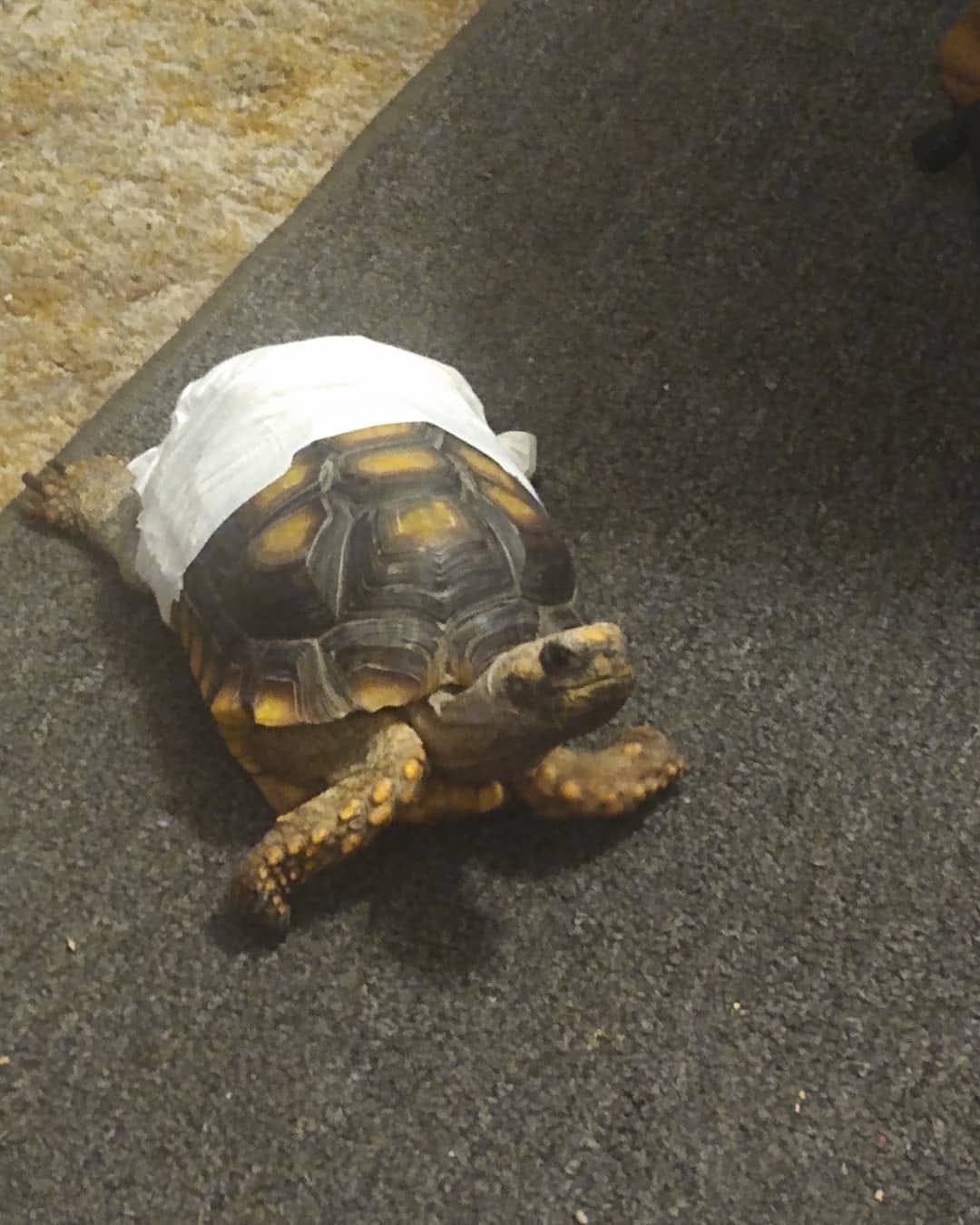 Yellow foot tortoise for sale