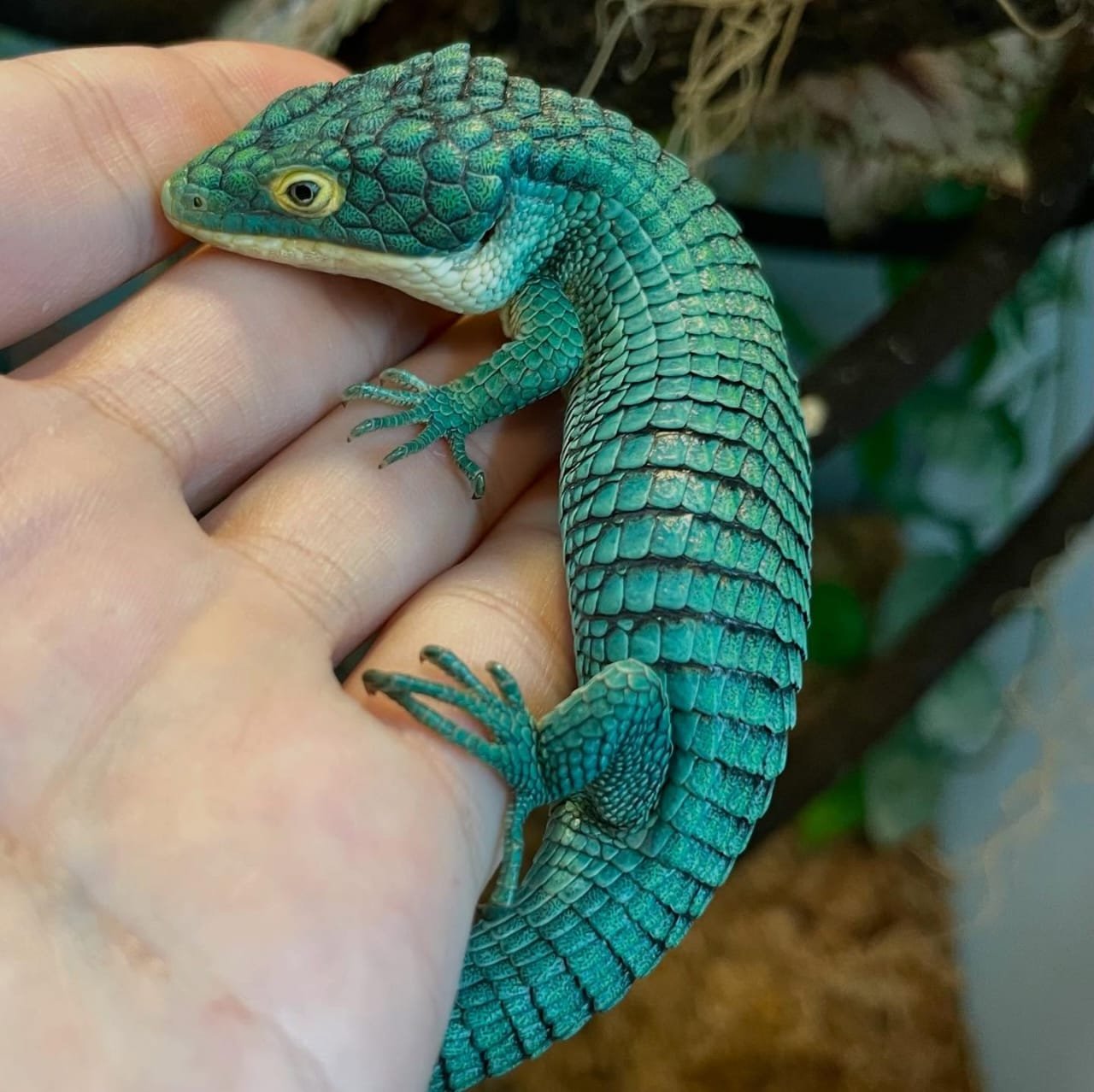 Abronia Graminea for Sale | Explore Online