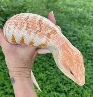 Albino Blue-Tongue Skink | Buy Online