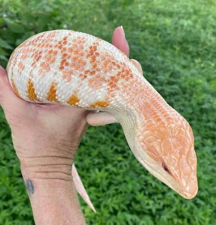 Albino Blue-Tongue Skink | Buy Online