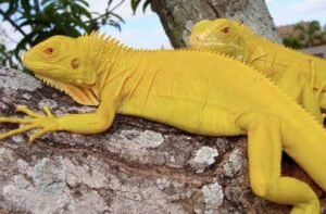 Albino Iguanas | Explore TortoisesWorld