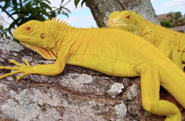 Albino Iguanas | Explore TortoisesWorld