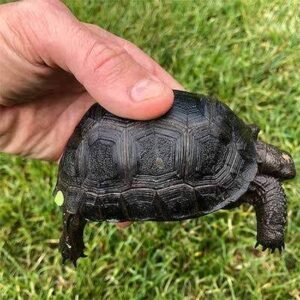 Aldabra Tortoises | Explore TortoisesWorld