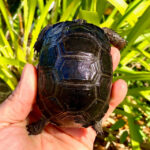 Aldabra tortoise-Aldabra_3__62650.jpg