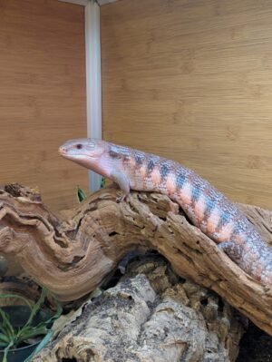 Buy Blue Tongued Skink Online | TortoisesWorld