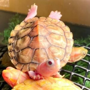 Caramel Pink Albino Red Eared Sliders