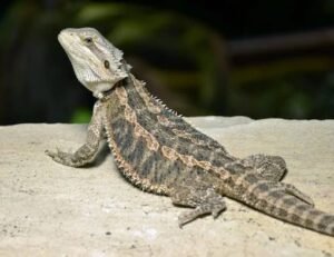 Eastern Bearded Dragon for sale