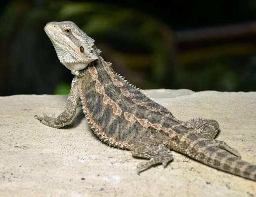 Eastern Bearded Dragon for sale