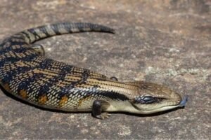 Eastern Blue Tongue Skinks | Explore Online