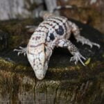 F2 Albino Fire ice hybrid tegus