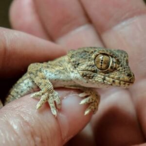 Helmeted Gecko | TortoisesWorld Reptile Collection