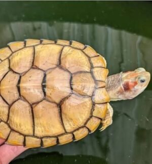 Hybino Red Ear Slider Turtle