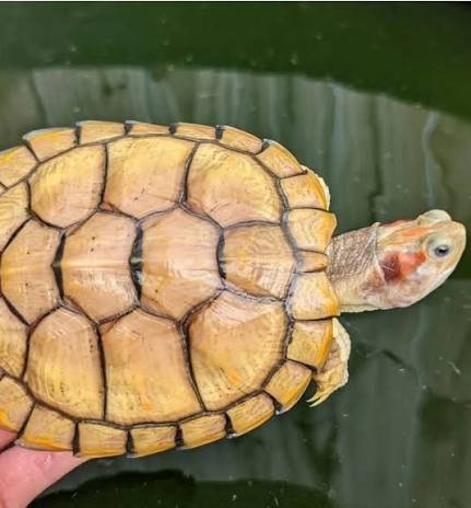 Hybino Red Ear Slider Turtle