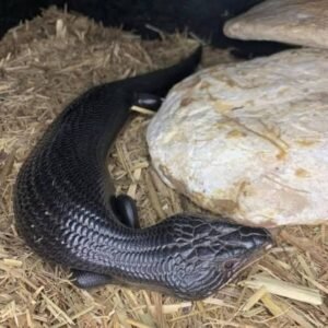 Hyper Melanistic Blue Tongue Skink