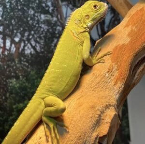 Hypo Iguana for Sale | Available Online