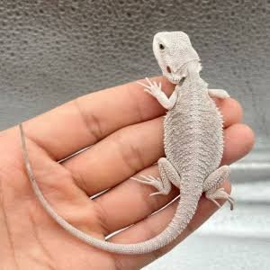 Hypo Zero Bearded Dragon | Explore Online