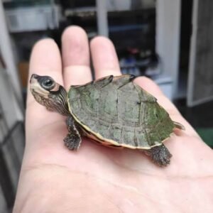Indian Brown Roofed Turtle | Explore Online