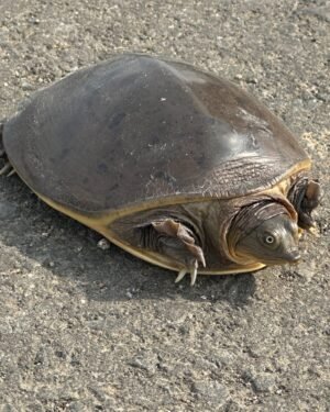 Indian Flapshell Turtle for Sale | Buy Online