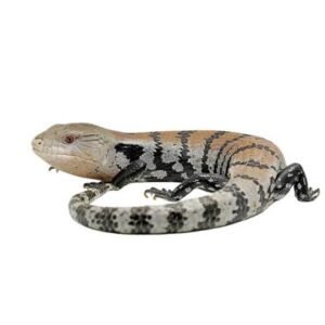 Indonesian Blue-Tongued Skinks | Available Online