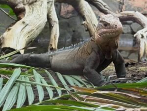 Lesser Antillean Iguana | Explore TortoisesWorld