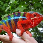 Red Body Blue Bar Ambilobe Panther