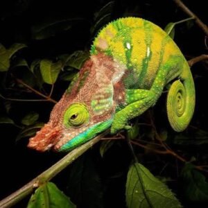 O’Shaughnessy’s Chameleon for Sale Online | TortoisesWorld