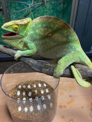 Parson’s Chameleon | Explore TortoisesWorld