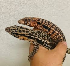 Pink Panther Tegu for sale