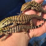 Hatchling Pink Panther Tegu