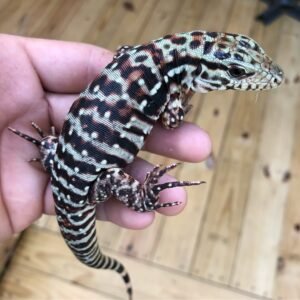 Pure Red Anery Tegu | TortoisesWorld