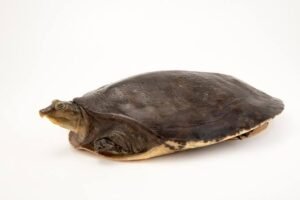 Senegal Flapshell Turtle for Sale | Explore Online