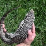 0.1 Double het Hybrid tegu