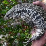 0.1 Double het female hybrid