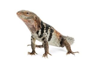Yucatán Spiny-tailed Iguana for Sale | TortoisesWorld