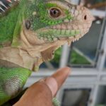 Baby Lesser Antillean Iguana