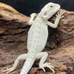 Eastern Bearded Dragon Hybrid