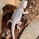 Hypo Zero Bearded Dragon