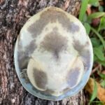 Senegal Flapshell Turtle