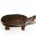 Baby Indian Brown Roofed Turtle