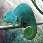 Parson’s Chameleon