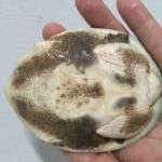 Zambezi Soft Shell Turtle for sale (Cycloderma frenatum)