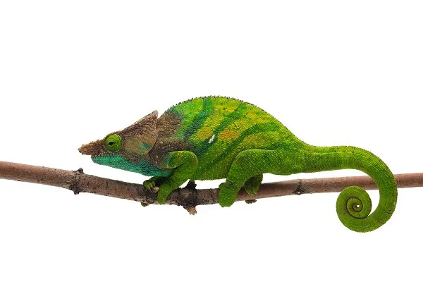 WE HAVE O'SHAUGHNESSY'S CHAMELEONS FOR SALE