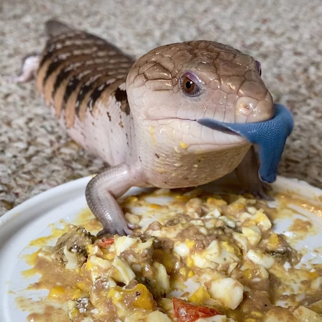 blue tongue skinks dog food brand