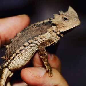 Giant Horned Lizard for Sale | Buy Online