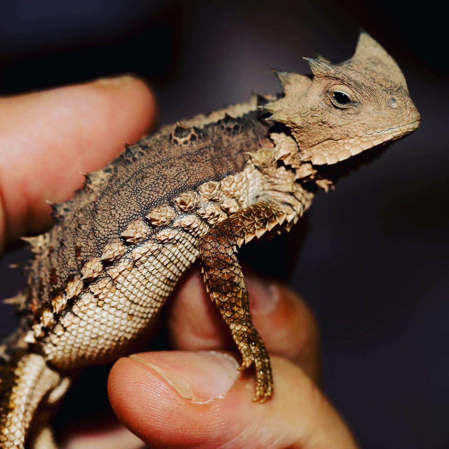 Giant Horned Lizard for Sale | Buy Online