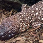 MEXICAN BEADED LIZARDS -220px-Heloderma_horridum.jpg