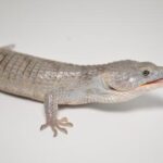 Abronia Lythrochila-3BBA5D1D-B69B-4180-84F6-AB7FDB08EF40_480x.jpg