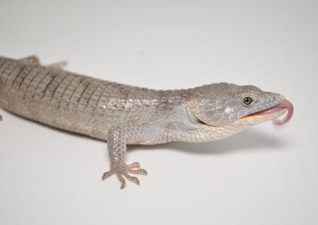 Abronia Lythrochila-3BBA5D1D-B69B-4180-84F6-AB7FDB08EF40_480x.jpg