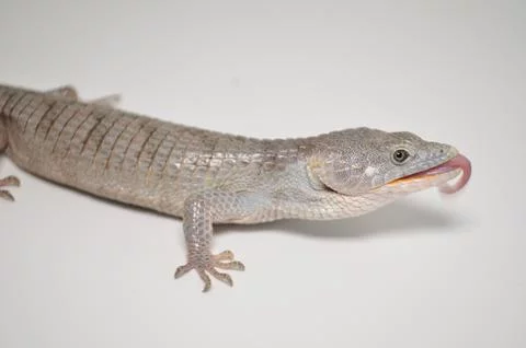 Abronia Lythrochila-3BBA5D1D-B69B-4180-84F6-AB7FDB08EF40_480x.jpg