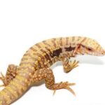 ALBINO ULTRA PURPLE TEGUS-ALBINO.jpg